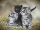 Die Faszination von Katzenbabys