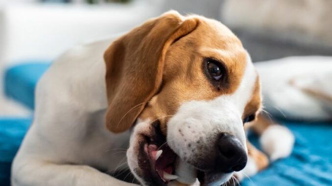 Hundesnack - gesundes Leckerli zwischendurch oder ungesunde Nascherei? Worauf sollte man achten?