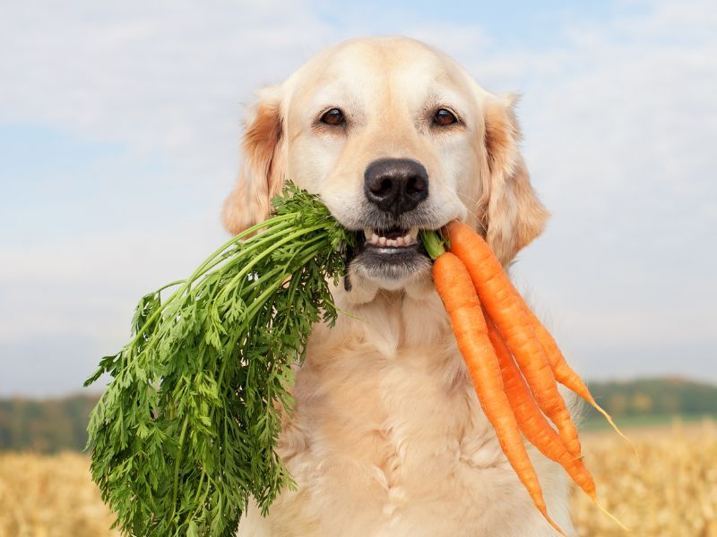 Hundesnack - gesundes Leckerli zwischendurch oder ungesunde Nascherei? Worauf sollte man achten?