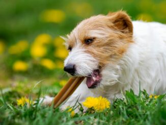 Hundesnack - gesundes Leckerli zwischendurch oder ungesunde Nascherei? Worauf sollte man achten?