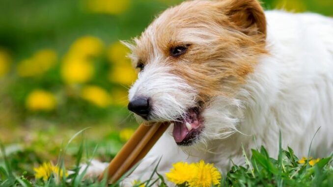 Hundesnack - gesundes Leckerli zwischendurch oder ungesunde Nascherei? Worauf sollte man achten?