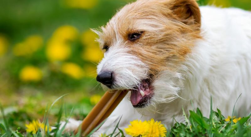 Hundesnack - gesundes Leckerli zwischendurch oder ungesunde Nascherei? Worauf sollte man achten?