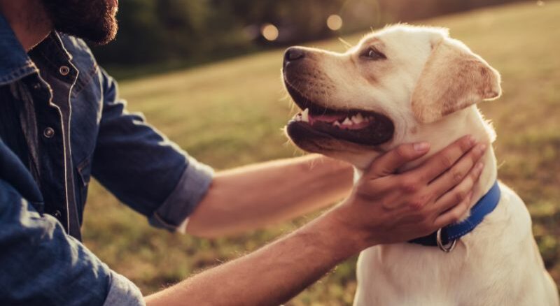 GPS Tracker für Hunde – Sicherheit für Ihr Haustier