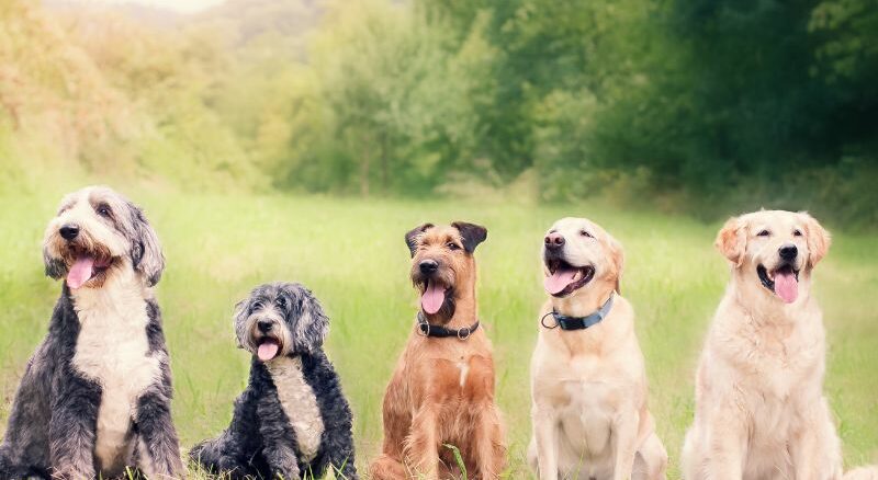 Hunderassenbestimmung - Wie kann man herausfinden welche Rasse der Hund ist?