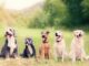 Hunderassenbestimmung - Wie kann man herausfinden welche Rasse der Hund ist?