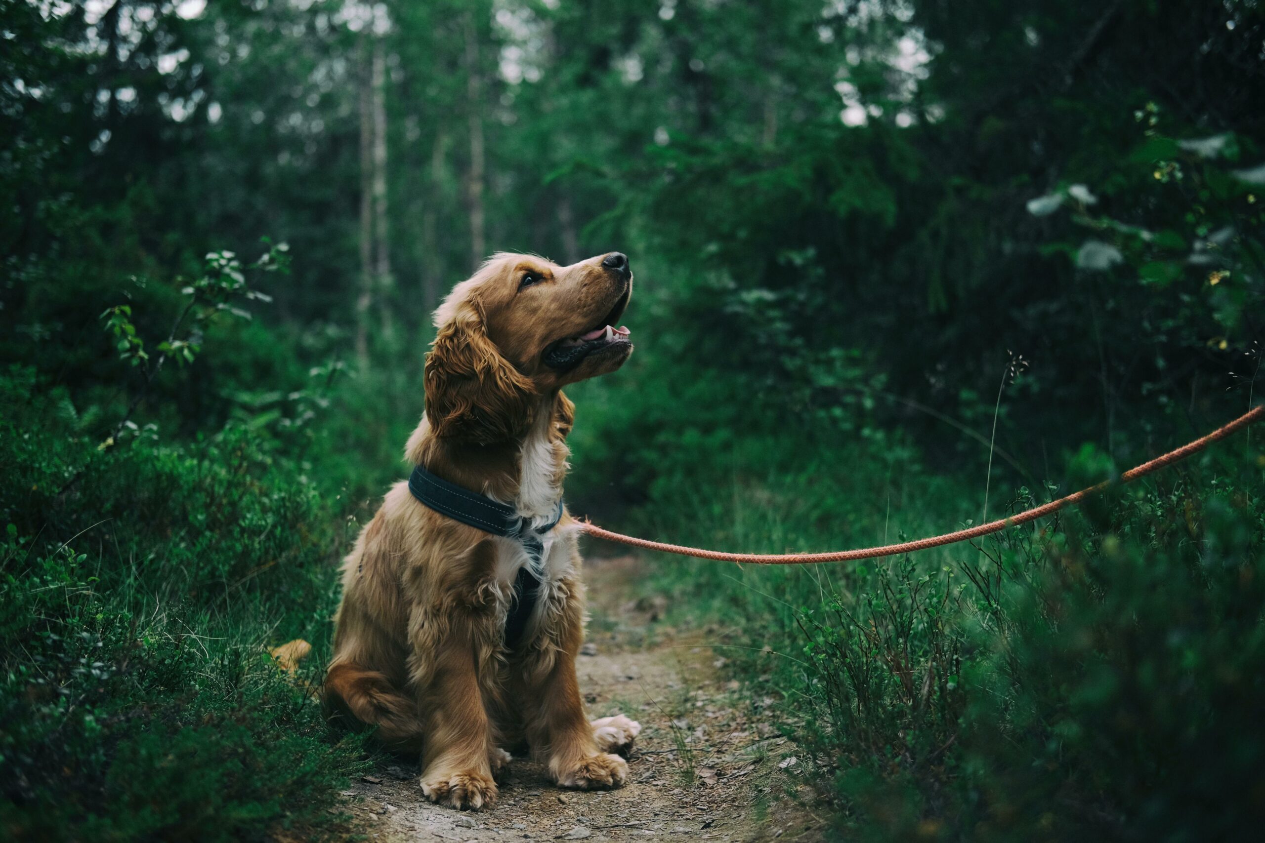Hunde Rassebestimmung mittels DNA-Test - das sollte man wissen