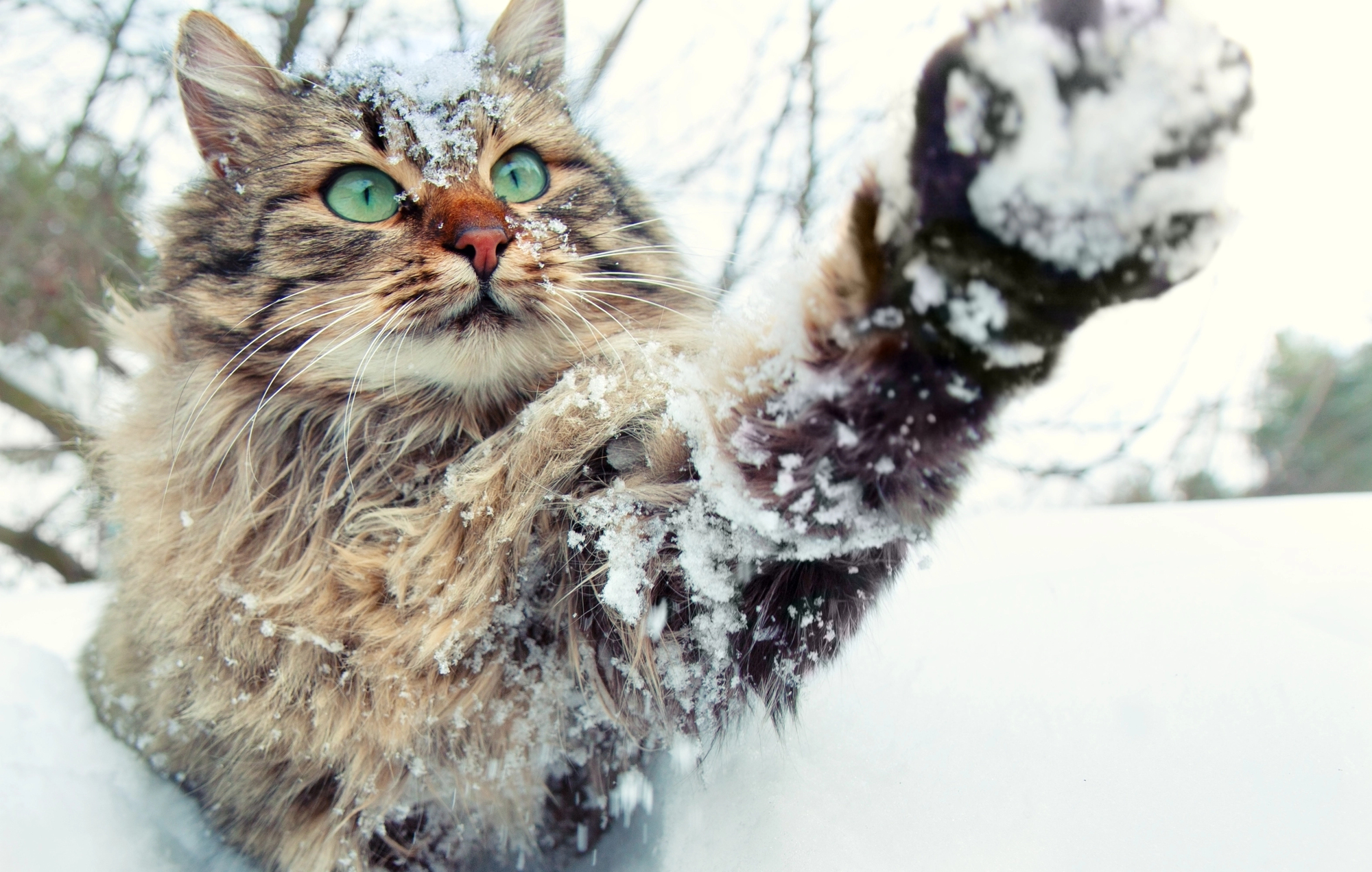 Pfotenbalsam Propoliscreme für Katzen, Hunde (und auch Mensch) – Natürliche Pflege für empfindliche Pfoten