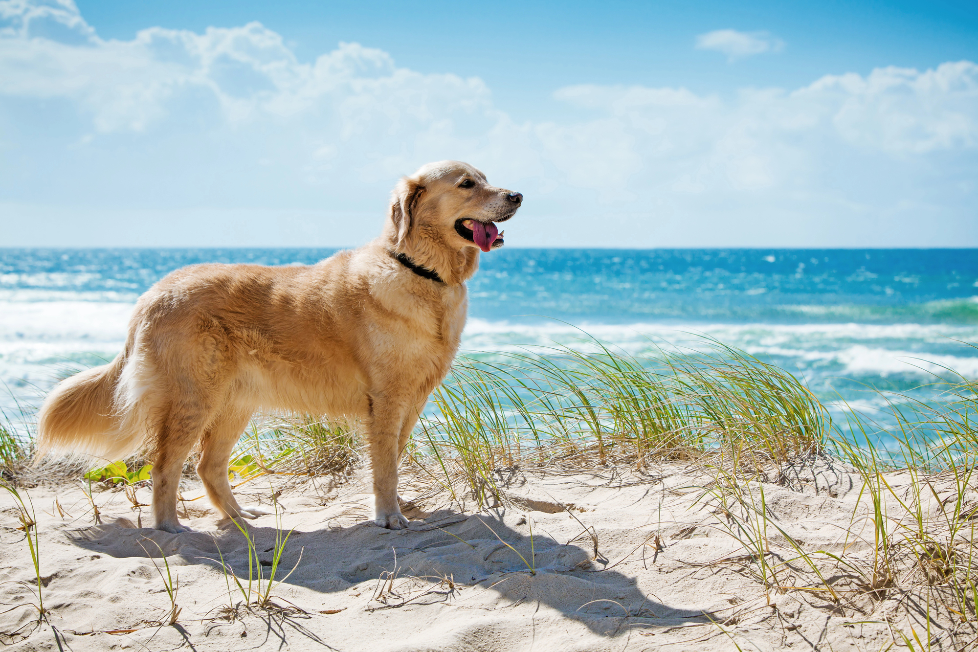 Regeln für Hunde in Dänemark: Was Sie vor dem Urlaub wissen müssen