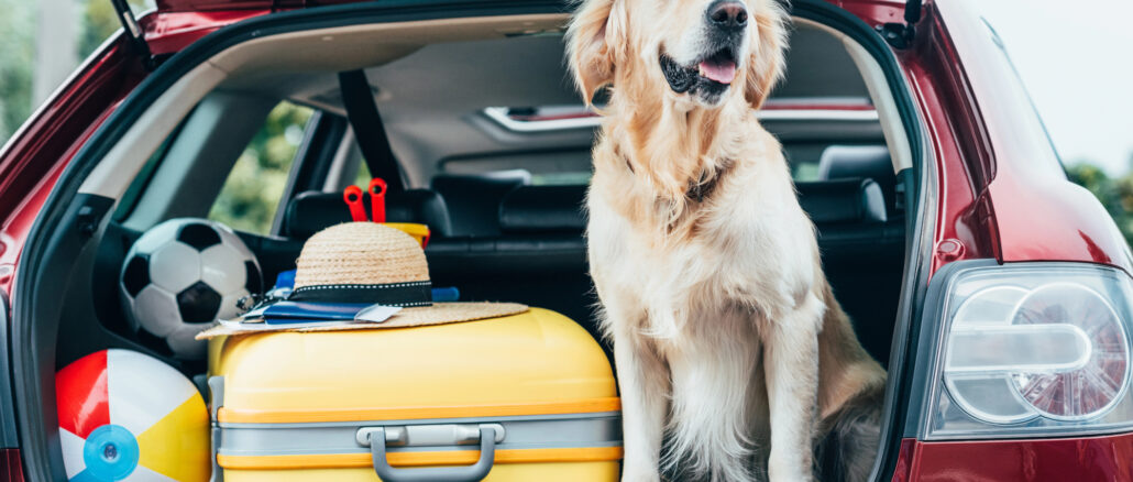 Regeln für Hunde in Dänemark: Was Sie vor dem Urlaub wissen müssen