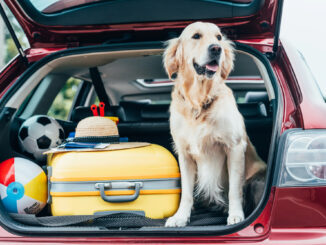 Regeln für Hunde in Dänemark: Was Sie vor dem Urlaub wissen müssen