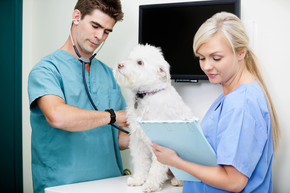 Tierkrankenversicherung - warum eine Tierkrankenversicherung sinnvoll für Halter ist