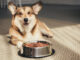 Glutenfrei und laktosefrei: Welche Vorteile bietet hochwertiges Hundefutter sensiblen Tieren?