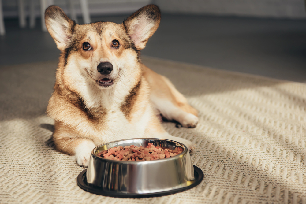 Glutenfrei und laktosefrei: Welche Vorteile bietet hochwertiges Hundefutter sensiblen Tieren?