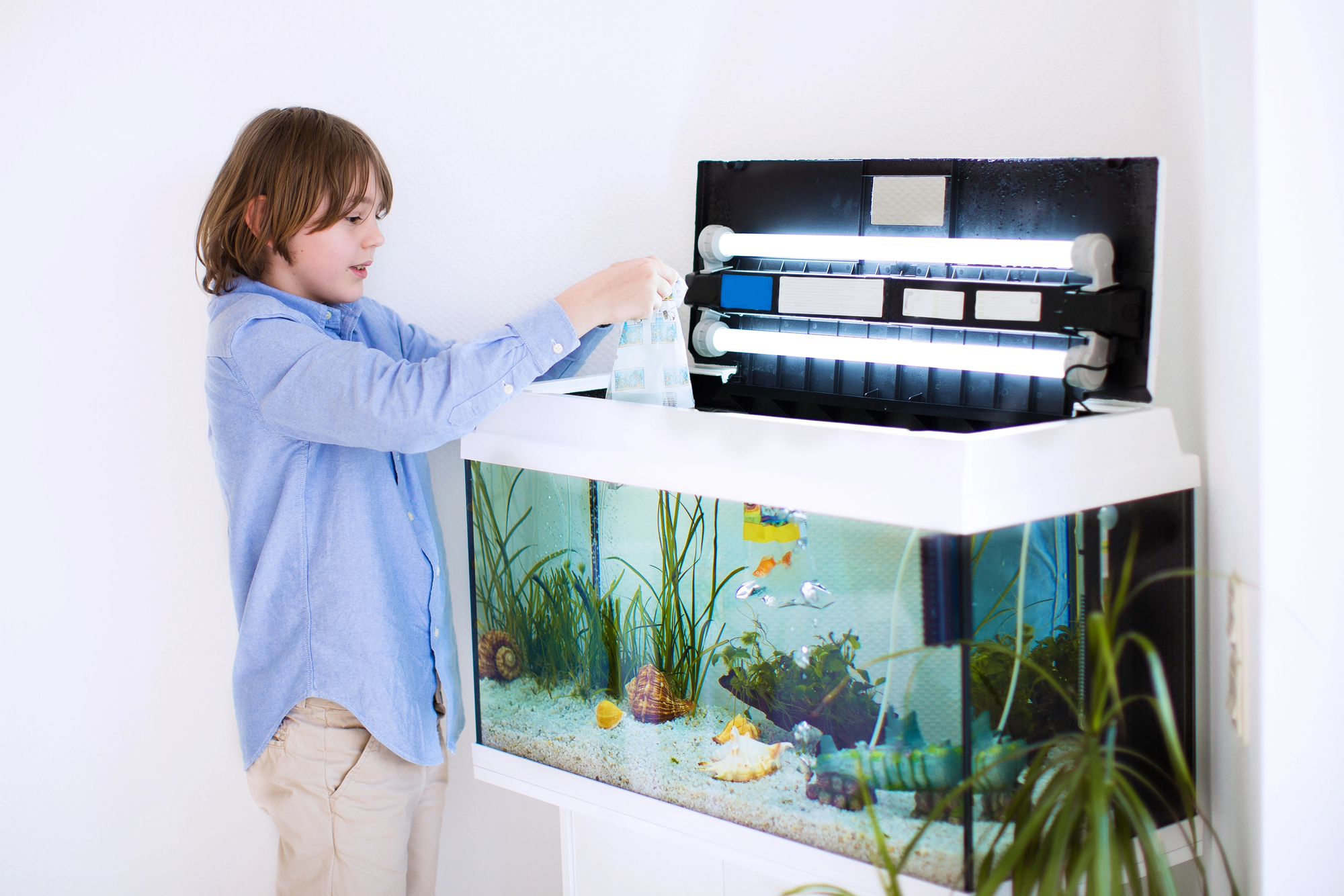 Warum viele Aquarien-Anfänger scheitern – und wie du mit einfachen Mitteln für gesundes Wasser sorgst