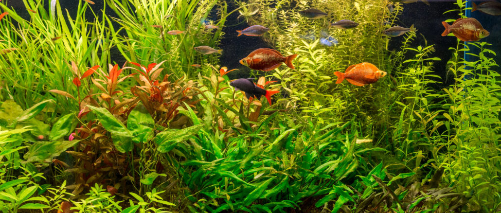 Warum viele Aquarien-Anfänger scheitern – und wie du mit einfachen Mitteln für gesundes Wasser sorgst