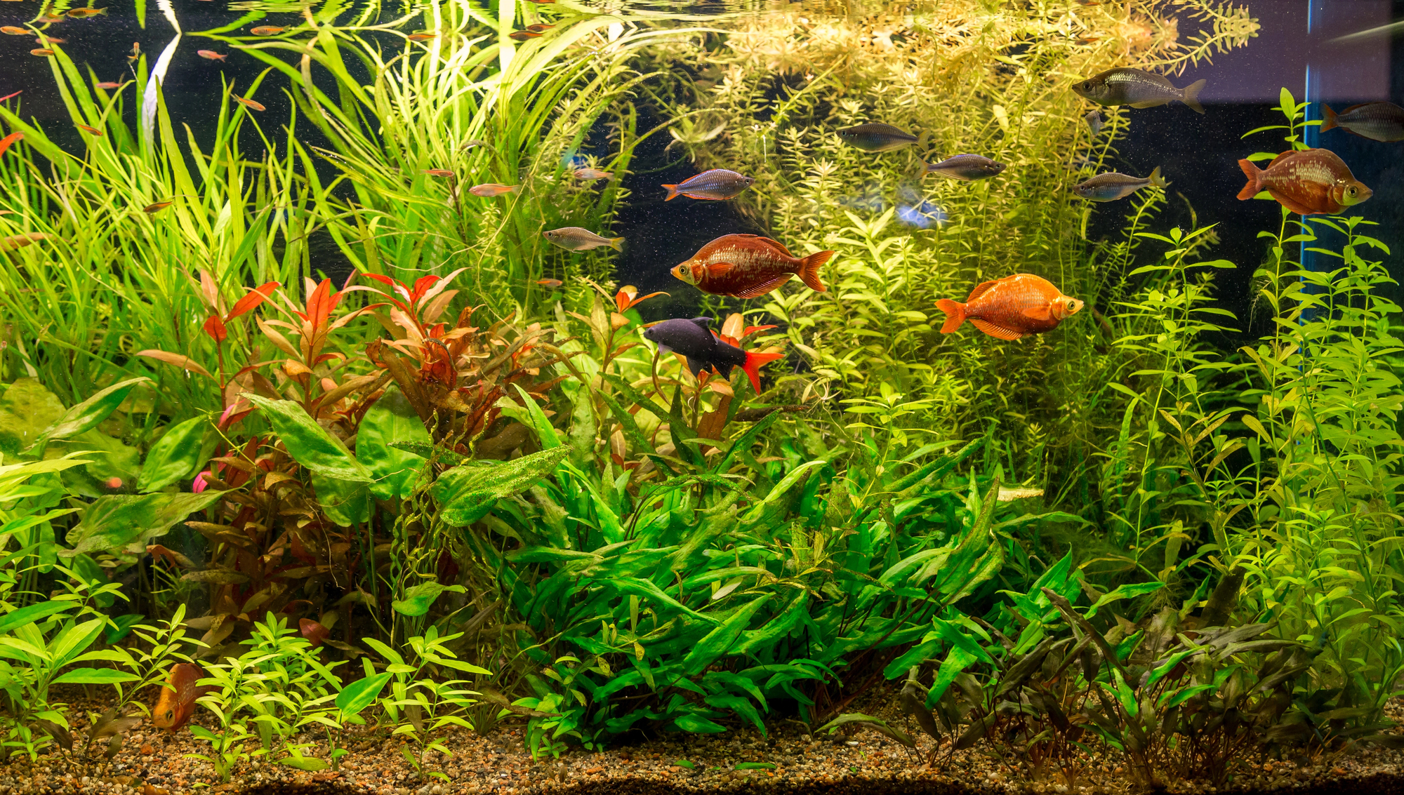 Warum viele Aquarien-Anfänger scheitern – und wie du mit einfachen Mitteln für gesundes Wasser sorgst