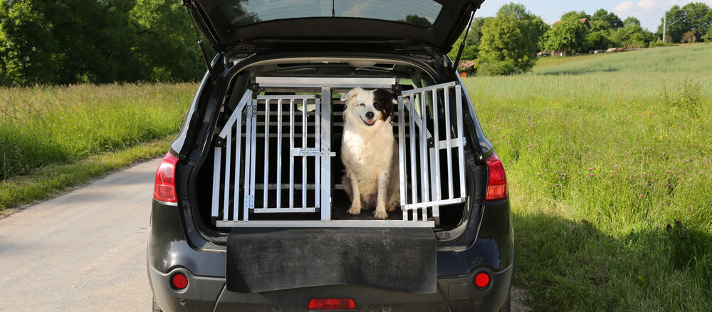 Reisen mit Hund in der Ferienzeit: Warum ein guter Kofferraum-Schutz unverzichtbar ist