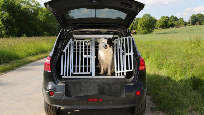 Reisen mit Hund in der Ferienzeit: Warum ein guter Kofferraum-Schutz unverzichtbar ist