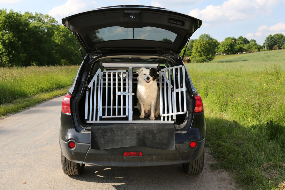 Reisen mit Hund in der Ferienzeit: Warum ein guter Kofferraum-Schutz unverzichtbar ist