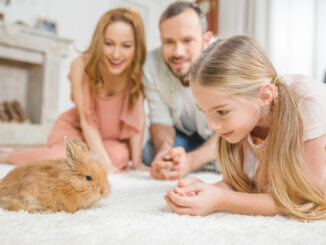 „Kaninchenversicherung“ : Wie funktioniert eine Versicherung für Kaninchen?