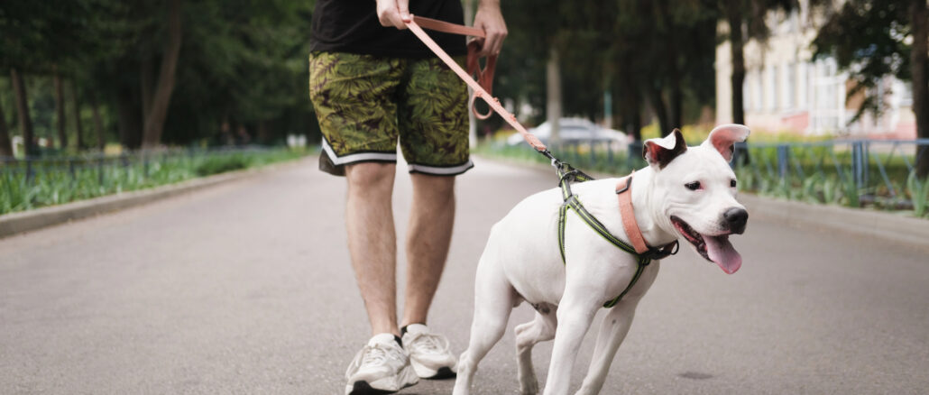 Dogsharing – Wenn Teilen das neue Haben ist