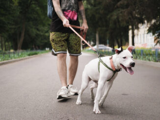 Dogsharing – Wenn Teilen das neue Haben ist