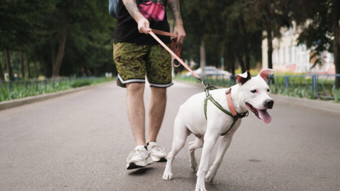 Dogsharing – Wenn Teilen das neue Haben ist