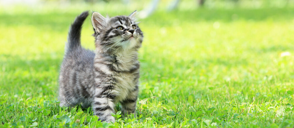 GPS Tracker für Freigänger Katzen: Warum moderne Ortungstechnik 2025 unverzichtbar wird