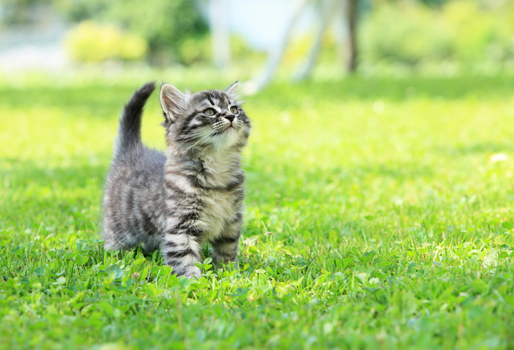 GPS Tracker für Freigänger Katzen: Warum moderne Ortungstechnik 2025 unverzichtbar wird